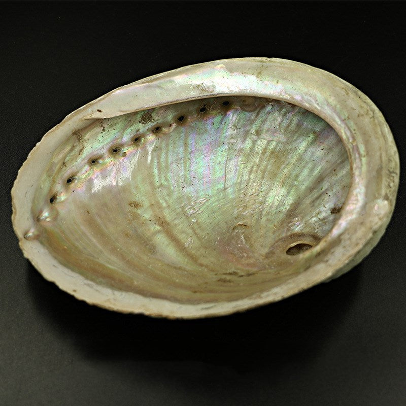 Elegant Abalone Shell & Wooden Stand for Home Décor & Meditation