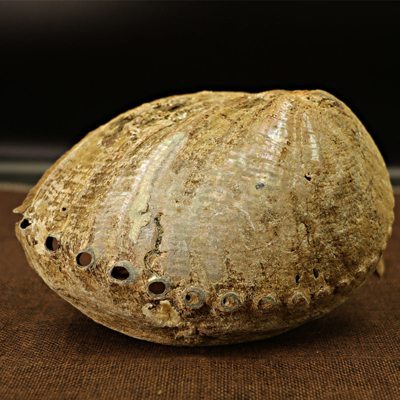 Elegant Abalone Shell & Wooden Stand for Home Décor & Meditation